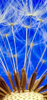This stunning live wallpaper features a close-up view of a dandelion floating against a blue sky