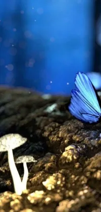 This magnificent phone live wallpaper displays a blue butterfly resting on a mushroom, against an artful natural background, reminiscing of bioluminescent flora