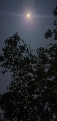 This live phone wallpaper features a street sign and tree illuminated by a full moon, with orbs created by a drone camera lens