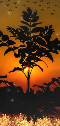 Nature Plant Sky Live Wallpaper