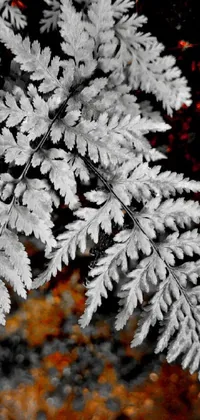 This phone live wallpaper displays a black and white photo of a detailed fern leaf