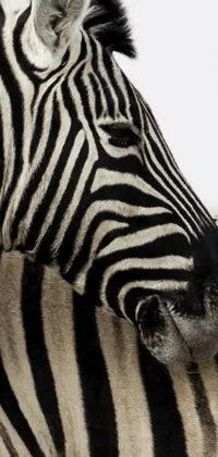 This phone wallpaper features a striking black and white photograph of two zebras standing closely together