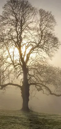 This live phone wallpaper depicts a lone tree in a foggy field, with a stunning winter sun in the background