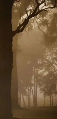 This captivating live wallpaper for your phone depicts a horse riding through a foggy forest