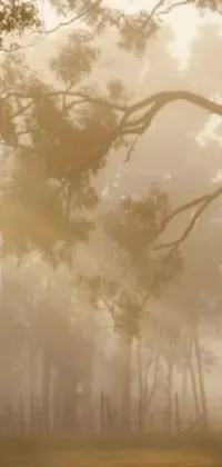 This stunning live wallpaper features a herd of cattle standing on a lush green field, surrounded by a foggy forest and illuminated by sunlight shining through the canopy above