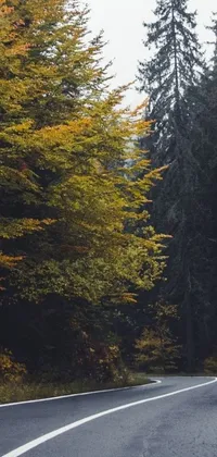 This phone live wallpaper showcases a picturesque curved road surrounded by a vibrant forest