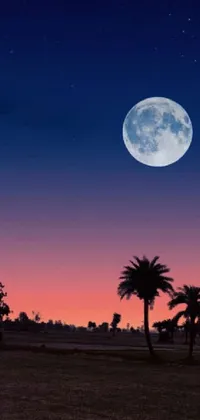 Experience the tranquility of a peaceful field with palm trees and a large glowing full moon in the sky