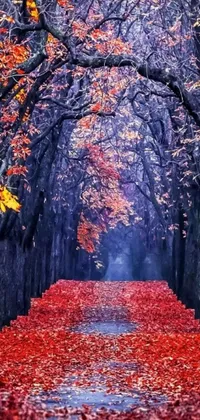 This phone wallpaper portrays a tranquil autumnal pathway