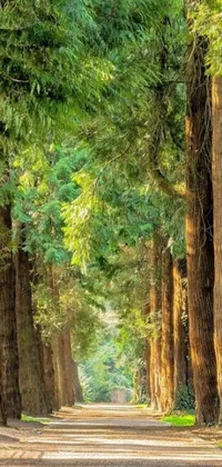 This phone live wallpaper showcases a peaceful dirt road lined with tall and lush trees, predominantly cedar in nature