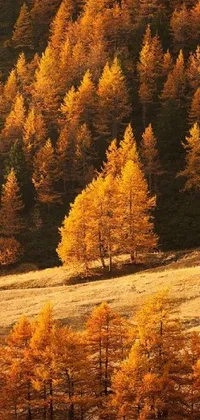 This phone live wallpaper showcases a stunning landscape view of autumn mountains in Sichuan, China