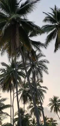 Experience a tropical paradise on your phone with this stunning live wallpaper