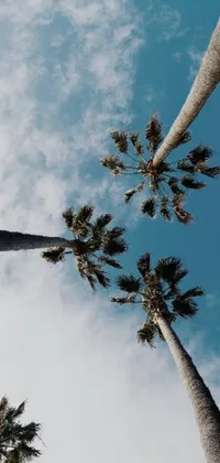 Enjoy the tropical serenity of these two tall palm trees standing against a Los Angeles sky backdrop
