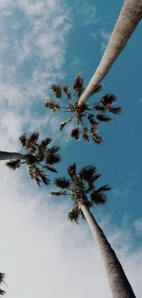 This phone live wallpaper features hyperrealistic palm trees against a blue sky in the city of Santa Barbara