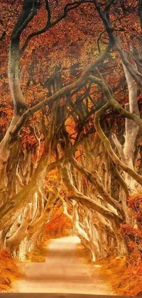 This stunning live phone wallpaper features the mesmerizing Dark Hedges of autumn spirit by Darek Zabrocki