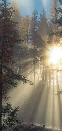 This live wallpaper depicts a serene forest with the sun shining through the trees