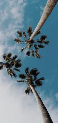 This live wallpaper features a group of hyperrealistic palm trees against a bright blue sky