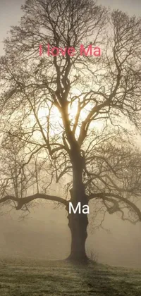 This phone live wallpaper showcases a stunning image of a tree situated in the middle of an extensive field