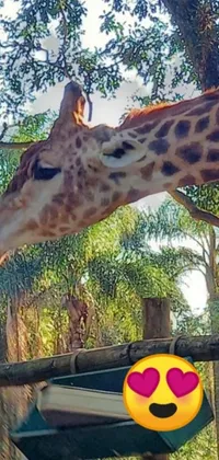 This phone live wallpaper features a stunning giraffe standing proudly next to a wooden fence