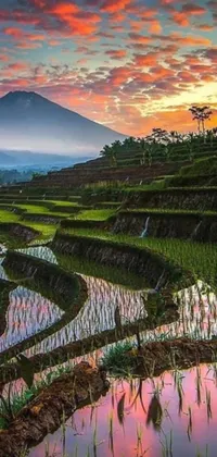 Looking for a stunning live wallpaper to breathe new life into your phone's home screen? Look no further than this beautiful land art inspired scene! With a lush rice field dominating the foreground and a majestic mountain range in the background, this wallpaper captures the breathtaking beauty of nature in all its glory