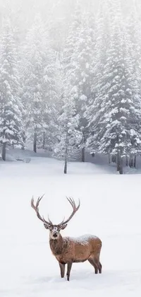 This live wallpaper showcases a stunning image of a deer standing in the snow that's sure to add visual charm to your mobile device