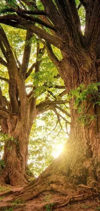This stunning phone live wallpaper features a highly detailed image of a sun-kissed tree captured by Karl Hagedorn from Pexels