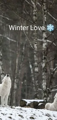This live phone wallpaper features two majestic white wolves standing on a snow-covered hill