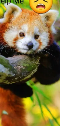 Get a stunning red panda live wallpaper for your phone! Featuring a cute red panda sitting on a branch in front of a blue sky background surrounded by green leaves, this wallpaper is sure to make your phone look amazing