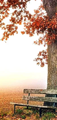 This live phone wallpaper showcases a serene bench and tree on a foggy day with an orange mist