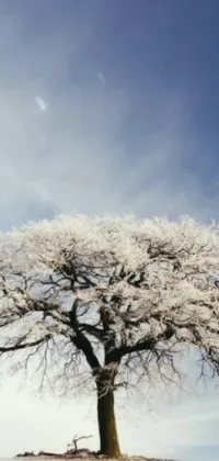 This live wallpaper features a stunning scene of a large tree in a snow-covered field