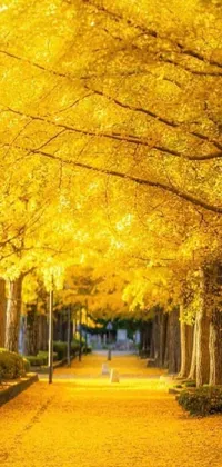 This stunning live wallpaper features a park filled with yellow-leaved trees, creating a vibrant autumn scene
