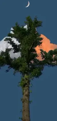 This live wallpaper showcases a tree with a moon in the background