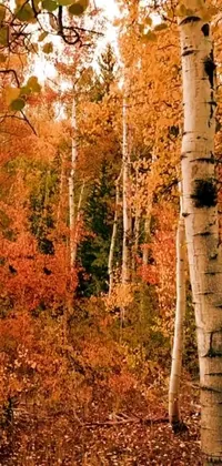 Transform your phone screen into a breathtaking woodland scene with this live wallpaper