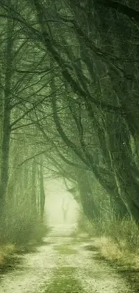 This live phone wallpaper features a stunning forest scene with a dim dirt road