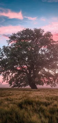 This live wallpaper for phones showcases a large oak tree atop a lush green field in gentle pink dawn light