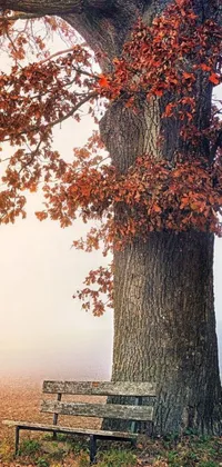 This phone live wallpaper features a tranquil scene of a foggy day with a bench under an enormous oak tree with leaves resembling hair