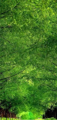 This phone live wallpaper showcases a picturesque roadway enveloped by lush green trees and leaves floating in the air