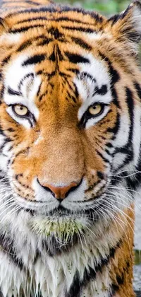 This phone live wallpaper showcases a close-up image of a fierce tiger in a body of water, created by Micha Klein from Unsplash