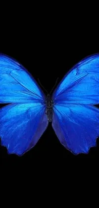 This dynamic phone live wallpaper showcases a vivid blue butterfly in flight with its wings unfurled and expanded