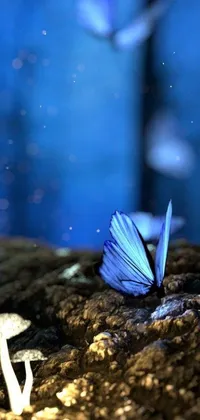 This blue butterfly live wallpaper features a macro photograph by irakli nadar with a night forest background