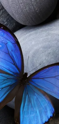 Transform your phone with this stunning live wallpaper, showcasing a mesmerizing blue butterfly resting on a stack of rocks