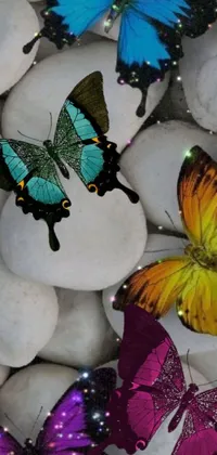 Enhance your phone's appearance with this lively wallpaper featuring a group of colorful butterflies perched on a pile of rocks