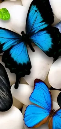 Experience the natural beauty of blue butterflies in a serene live wallpaper for your mobile phone