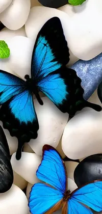 This live phone wallpaper features beautiful blue butterflies resting on white rocks, creating a serene and peaceful atmosphere