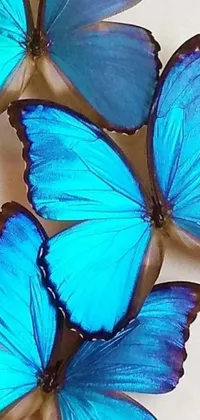 This mesmerizing live wallpaper features a stunning macro photography of a group of delicate blue butterflies elegantly sitting on a table