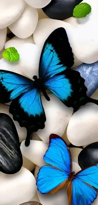 This live phone wallpaper showcases a digital rendering of a stunning blue butterfly perched atop black and white rocks