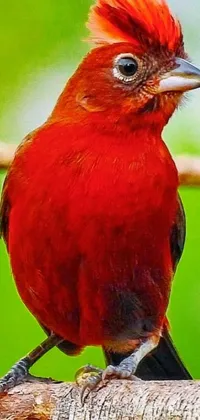 Nature Red Bird Live Wallpaper