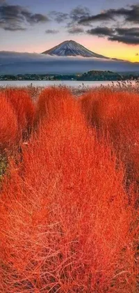 Nature Red Landscape Live Wallpaper