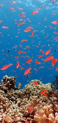 This live phone wallpaper showcases a group of colorful fish swimming through a stunning coral reef, adding a touch of natural beauty to your phone