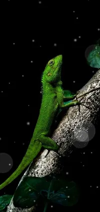 green iguana Live Wallpaper