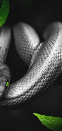 This phone live wallpaper showcases a captivating black and white photo of a snake with bright green eyes